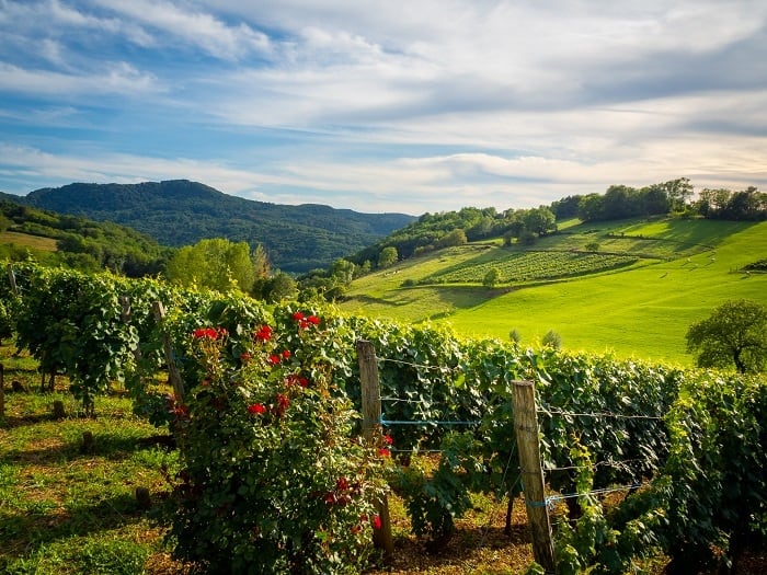 Jura Wines and Vineyards (Try unusual wine varieties In Jura region France)