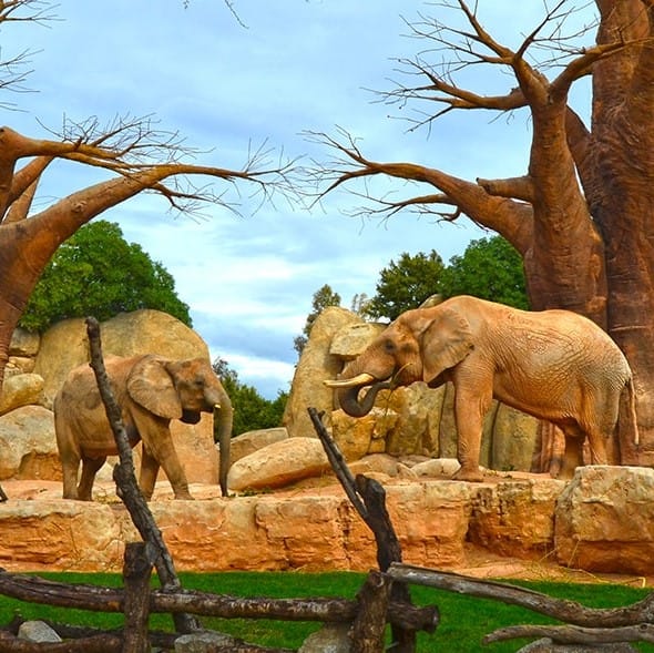 Bioparc (One of the most beautiful places in Valencia)