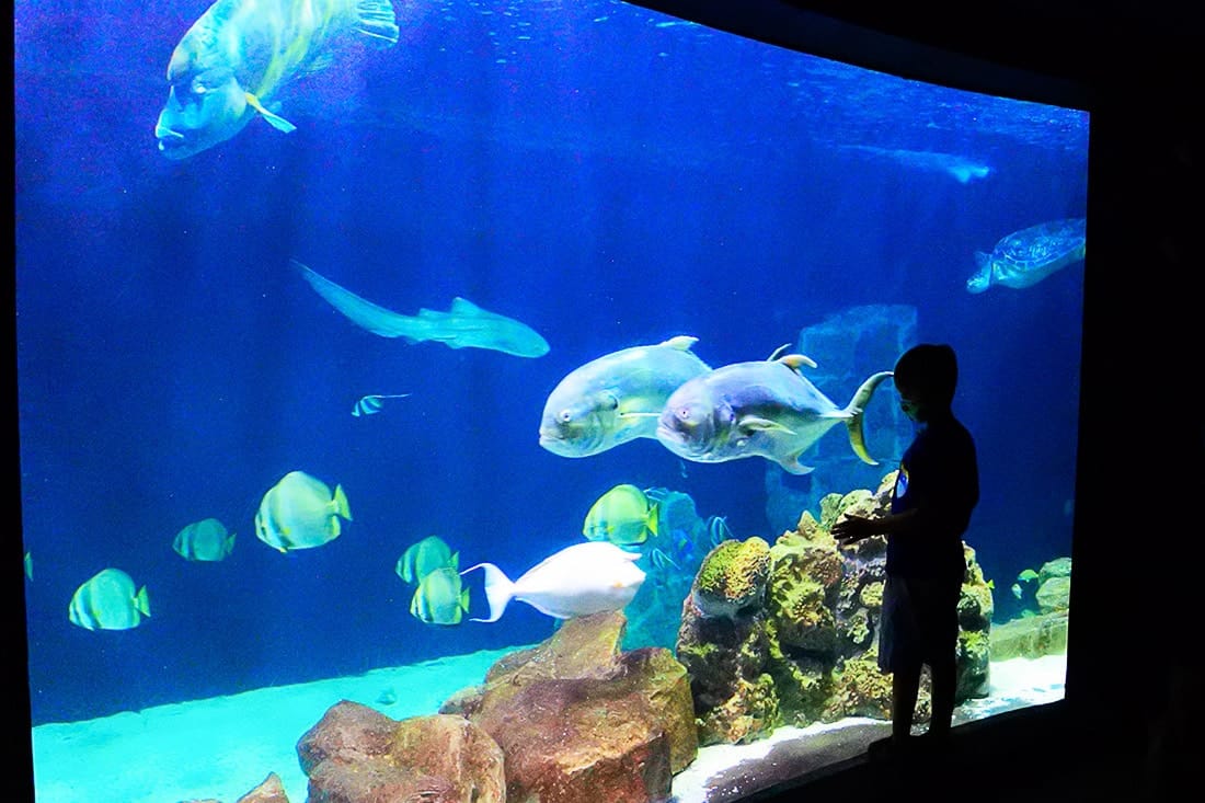 Aquarium of Livorno