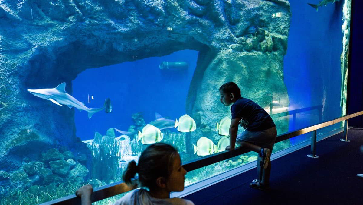 Oniria Aquarium